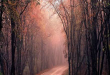 官方:劳塔罗因左腿腿筋受伤退出本期阿根廷国家队.